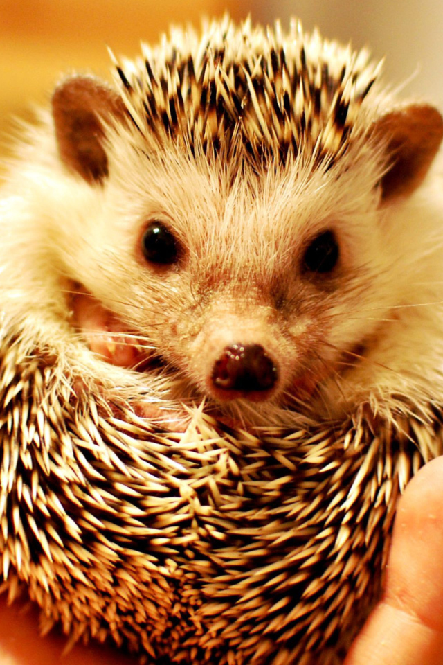 Колючий ежик