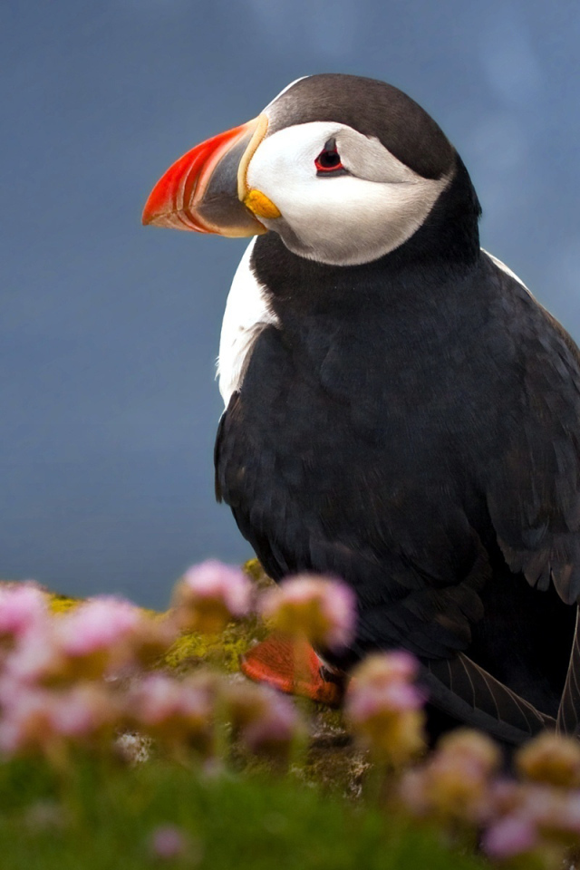 Атлантический тупик