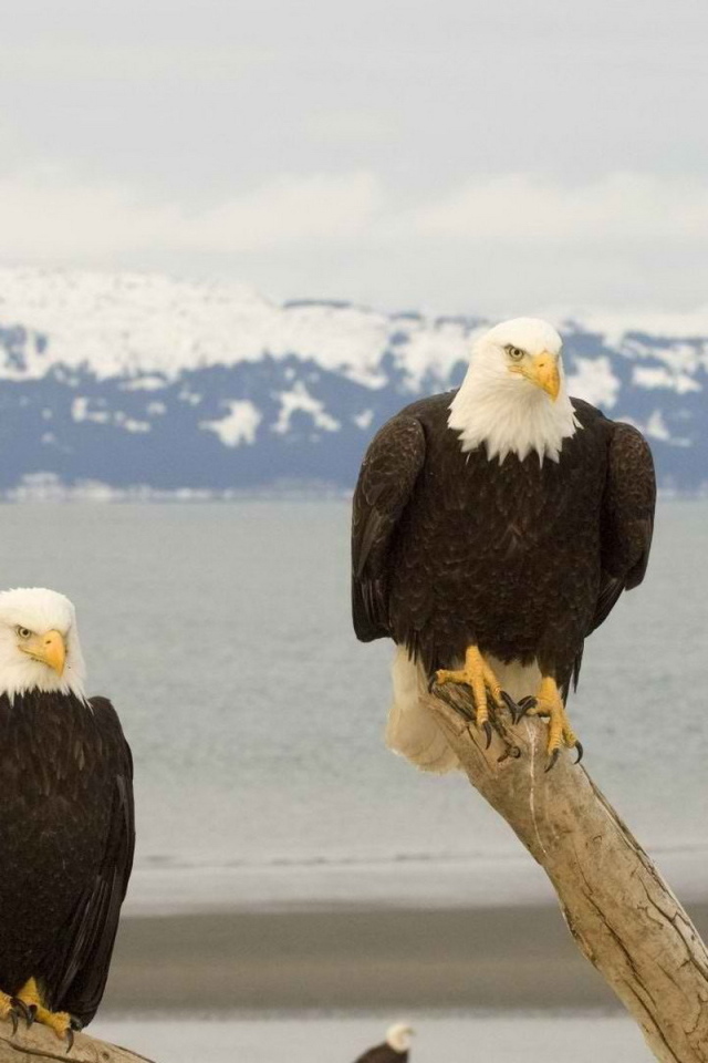 Белоголовый Орлан