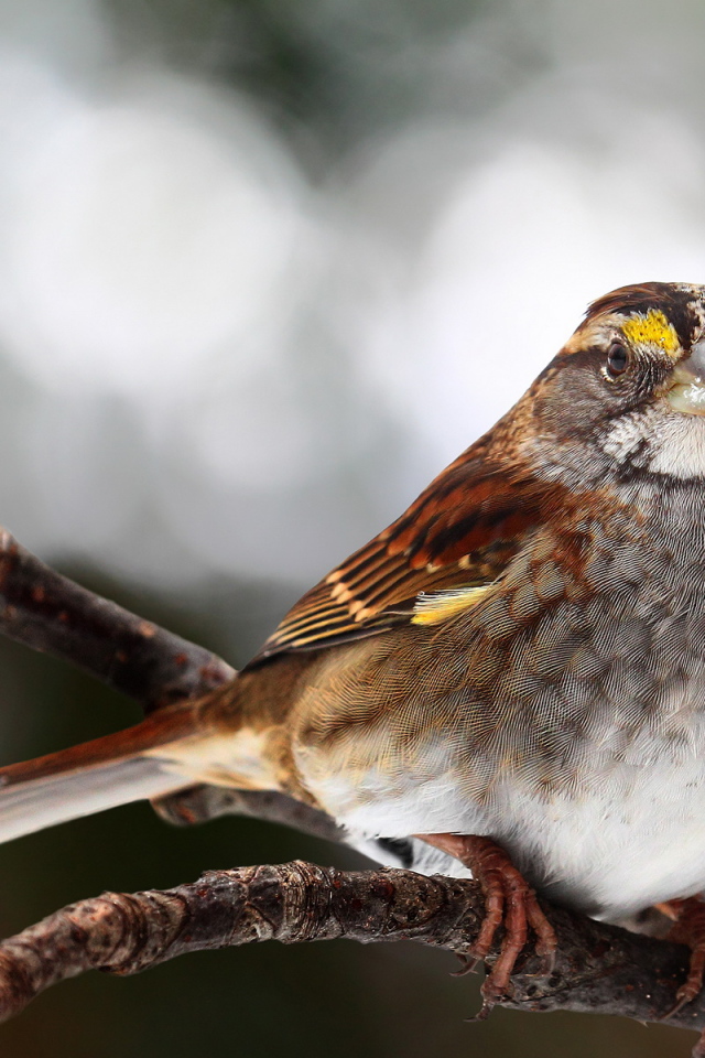 Птичка на ветке