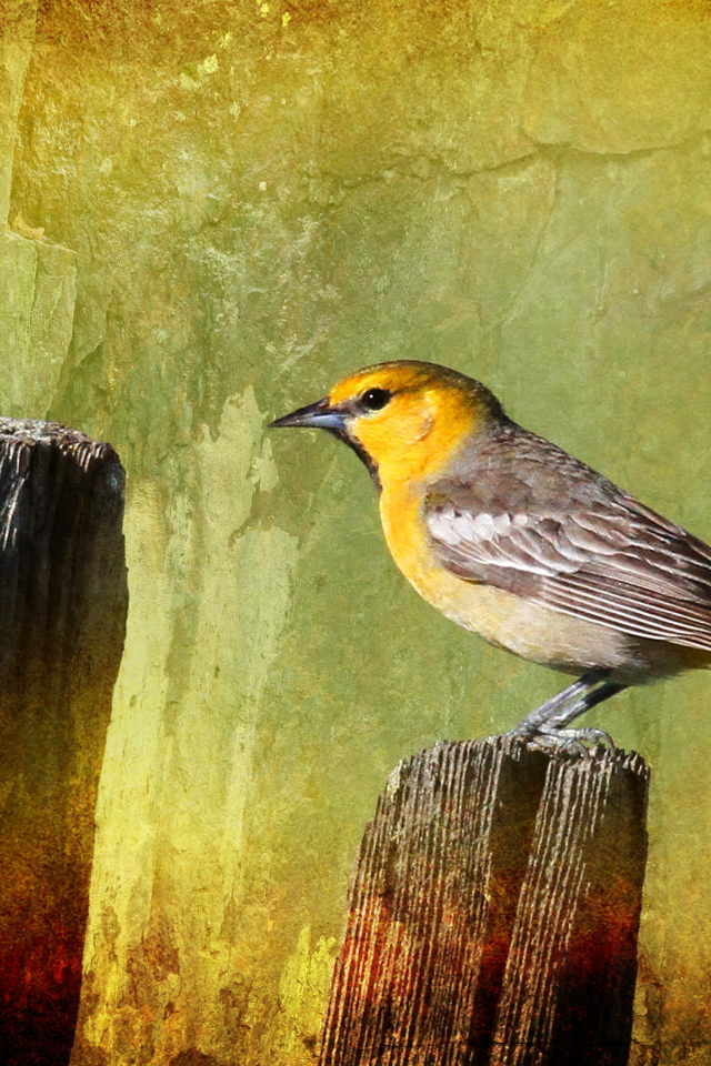 Птичка на заборе