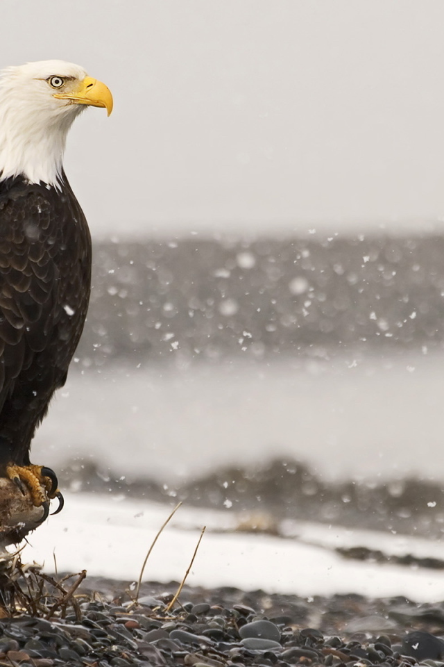 Крылатый хищник