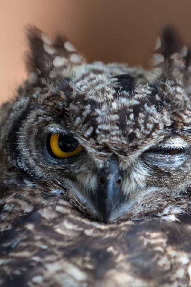 Крылатый хищник