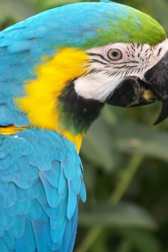 Голубой папугай