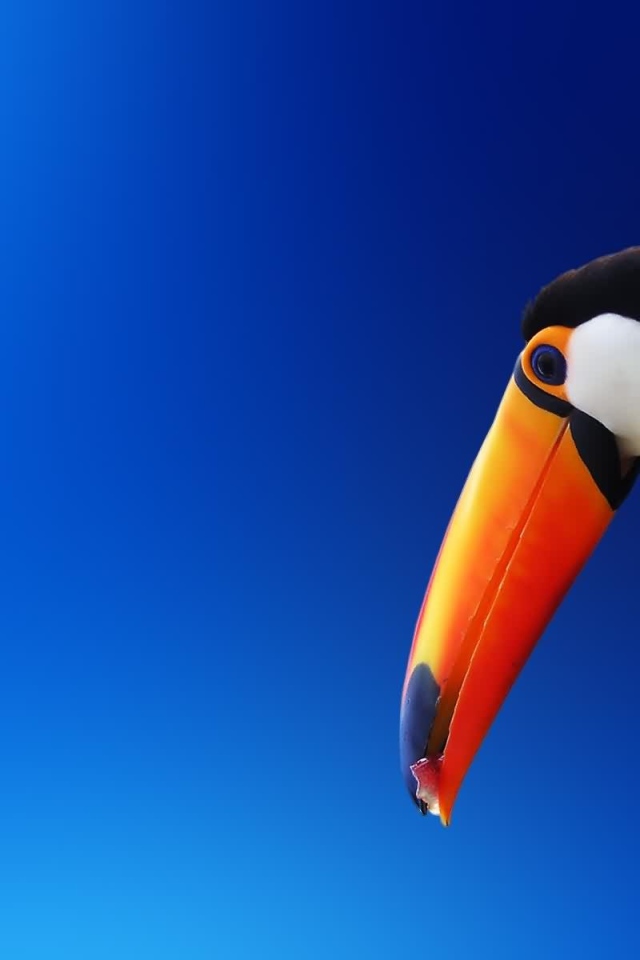 Красочный попугай