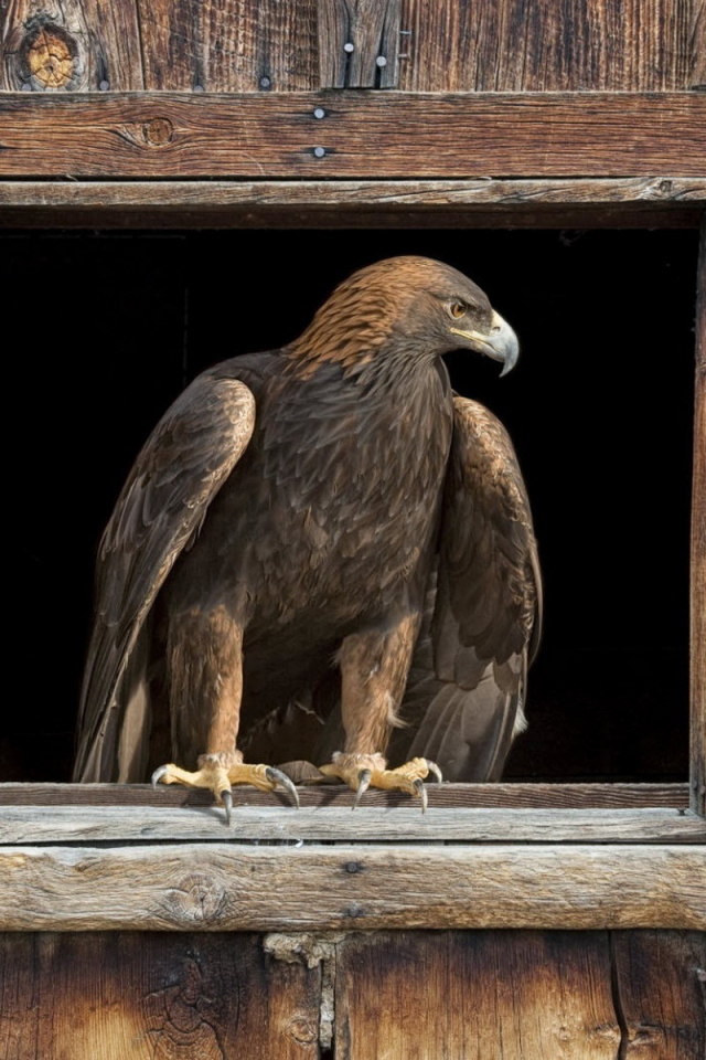 Орел в окне