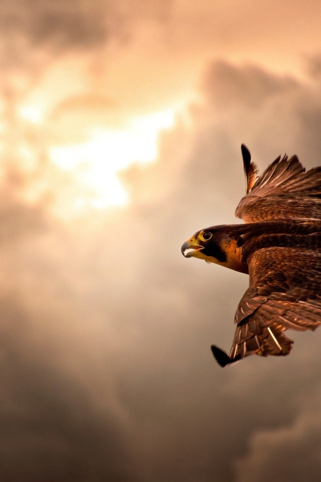 Ястреб в полете
