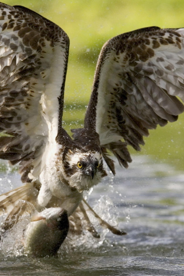 Коршун на охоте