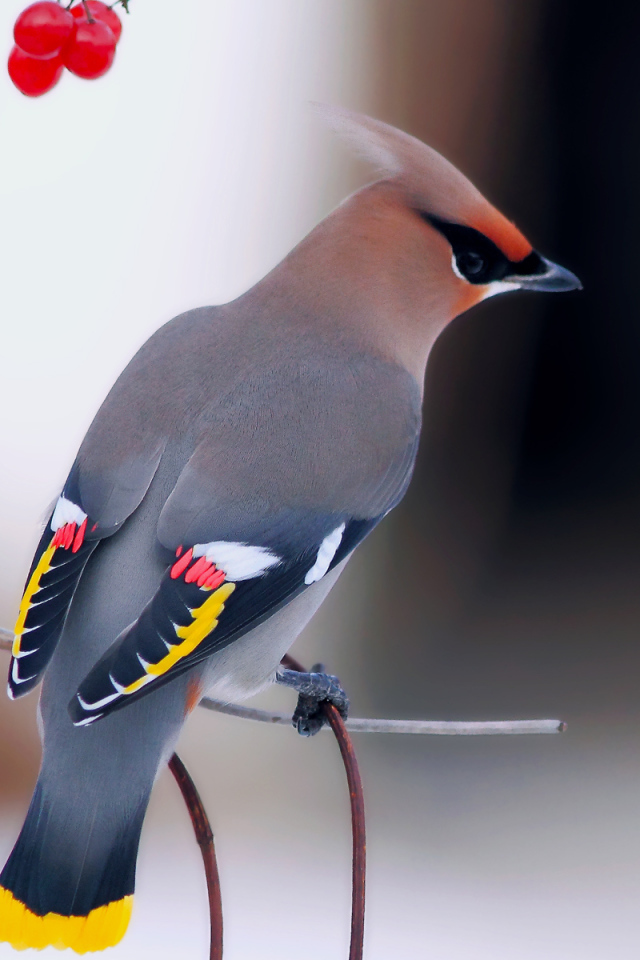 Обыкновенный свиристель