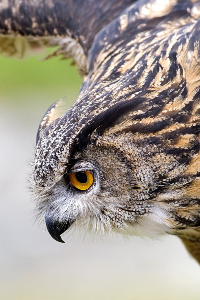 Филин на охоте