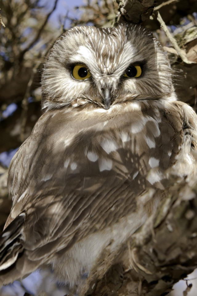 Сова на ветке