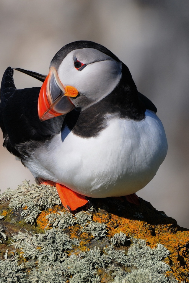 Тихоокеанский тупик