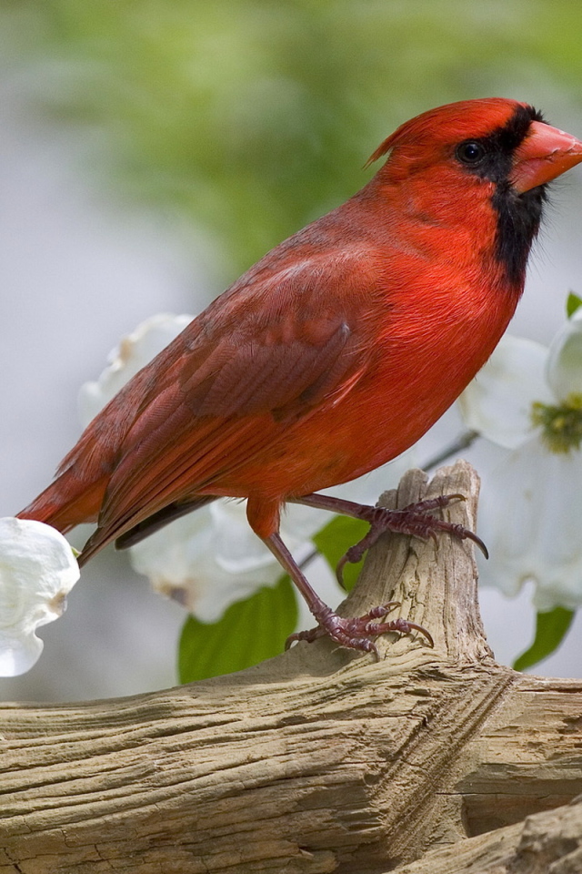 Красная птичка