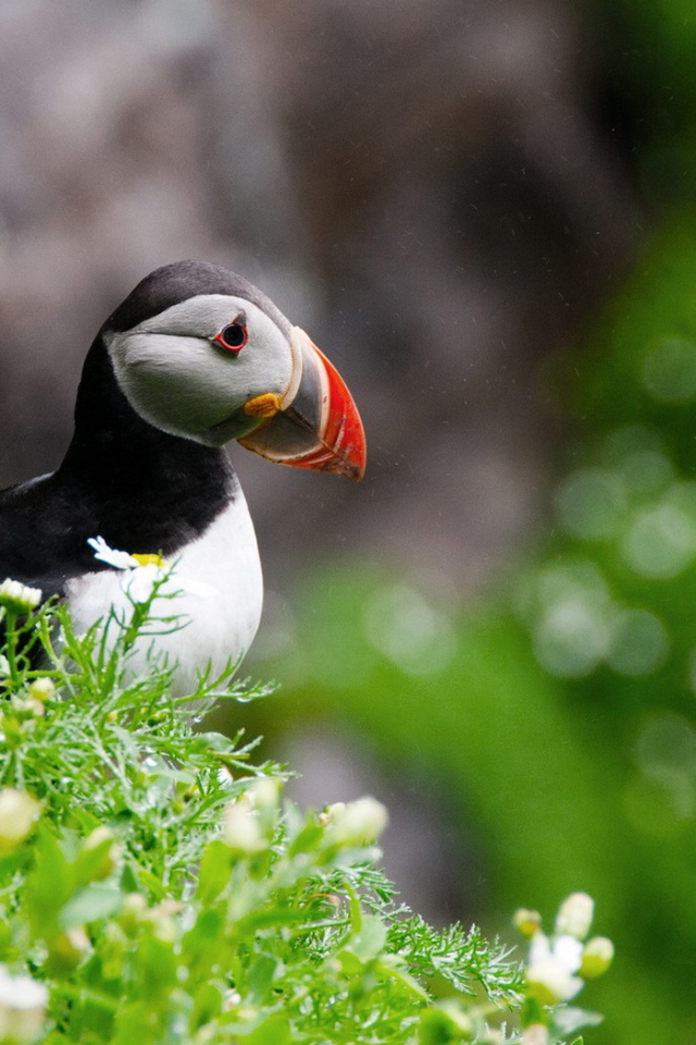 птица Тупик