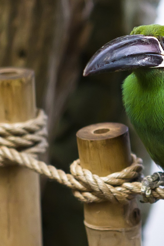 Птица с большим клювом