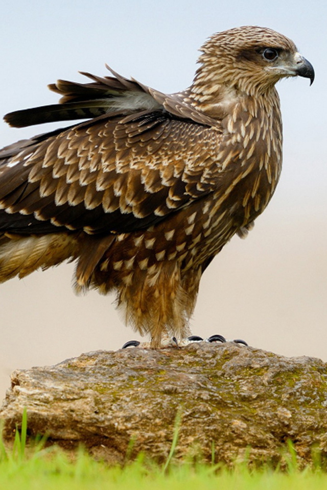 Пернатый хищник