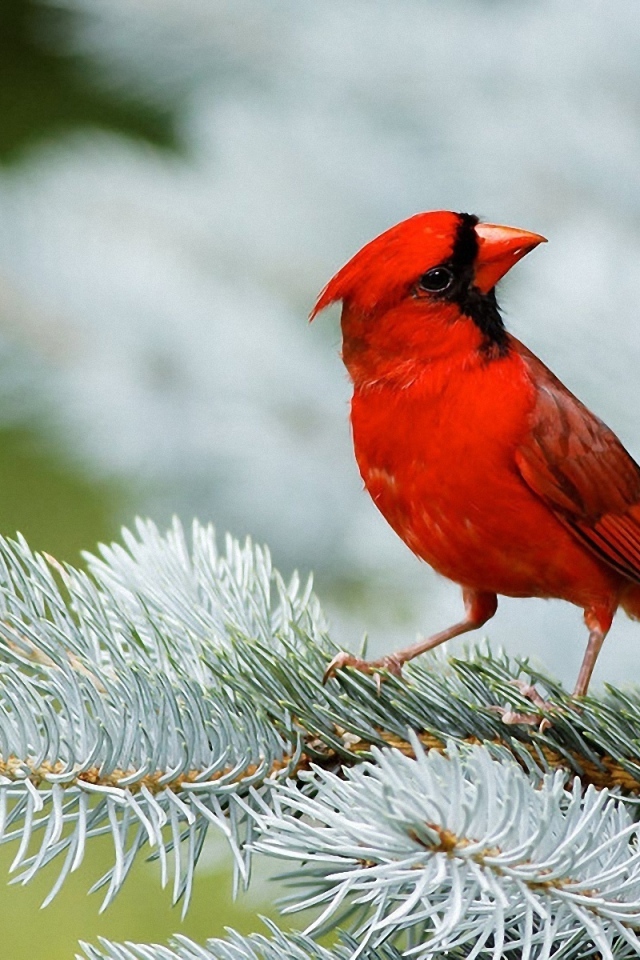 Красный кардинал