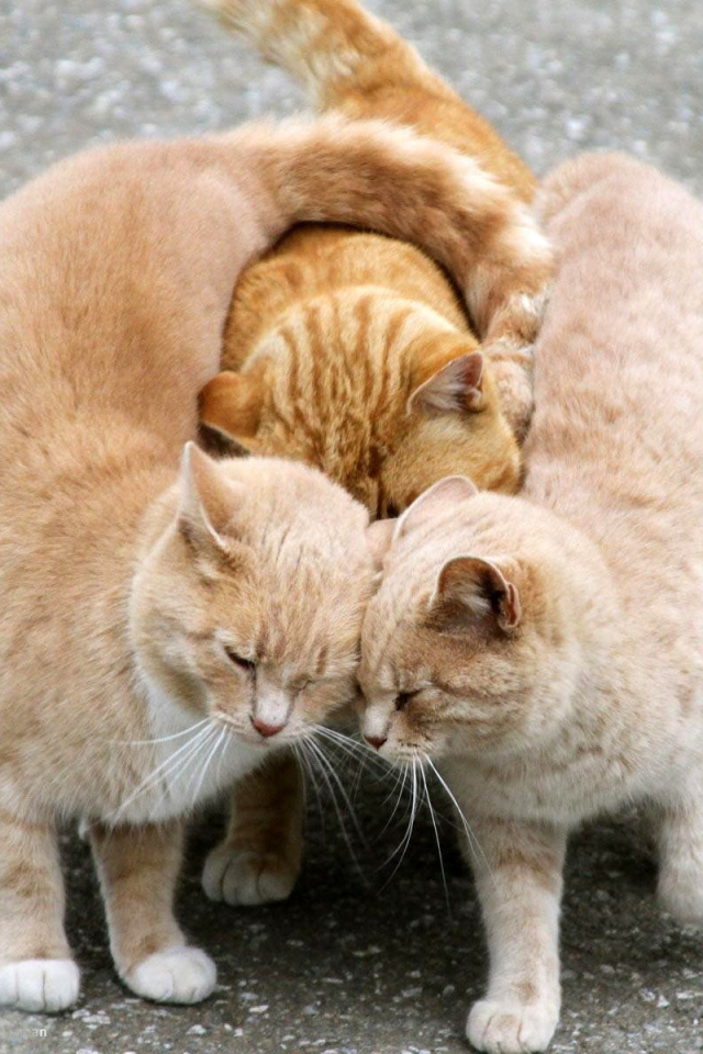 Ласковые кошки