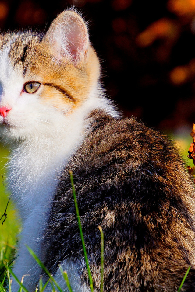 Красивый котенок