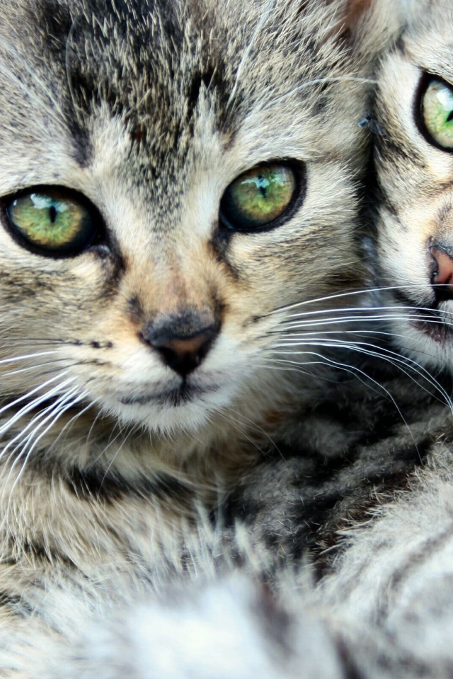 Кошачья семья