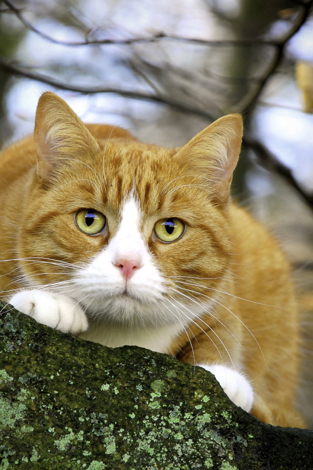 Пушистый кот