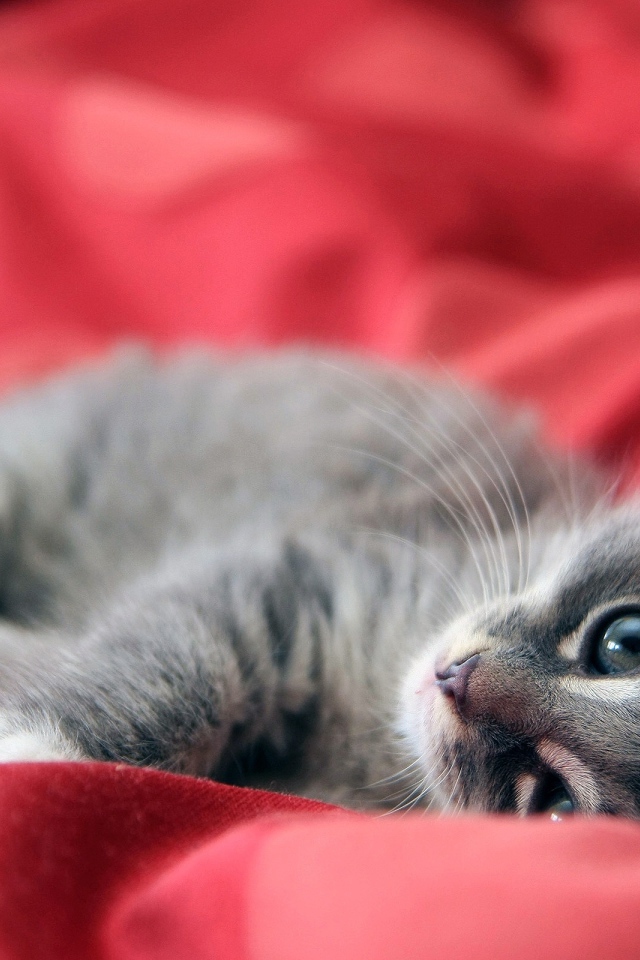 Дымчатый котенок