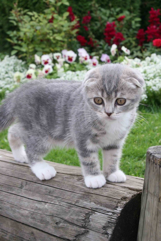 Котенок на бревне