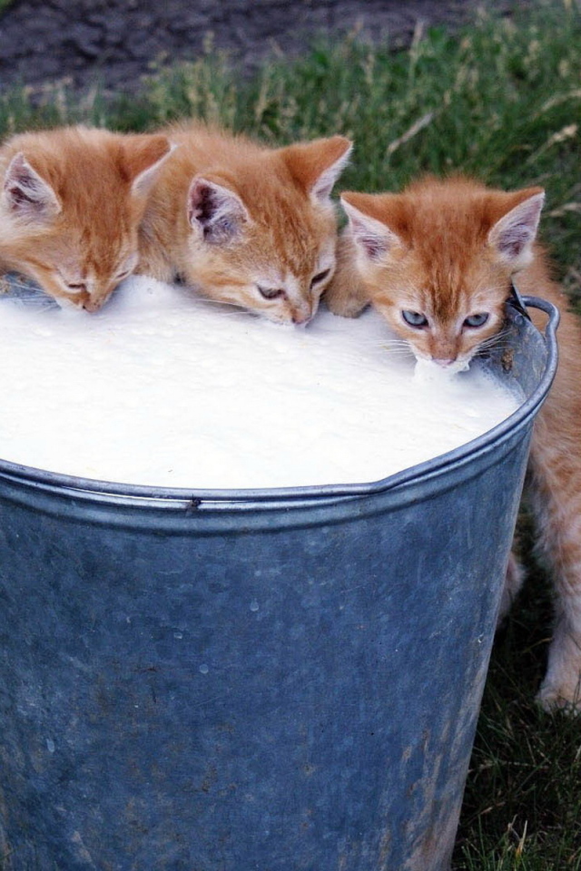 Котята и молоко