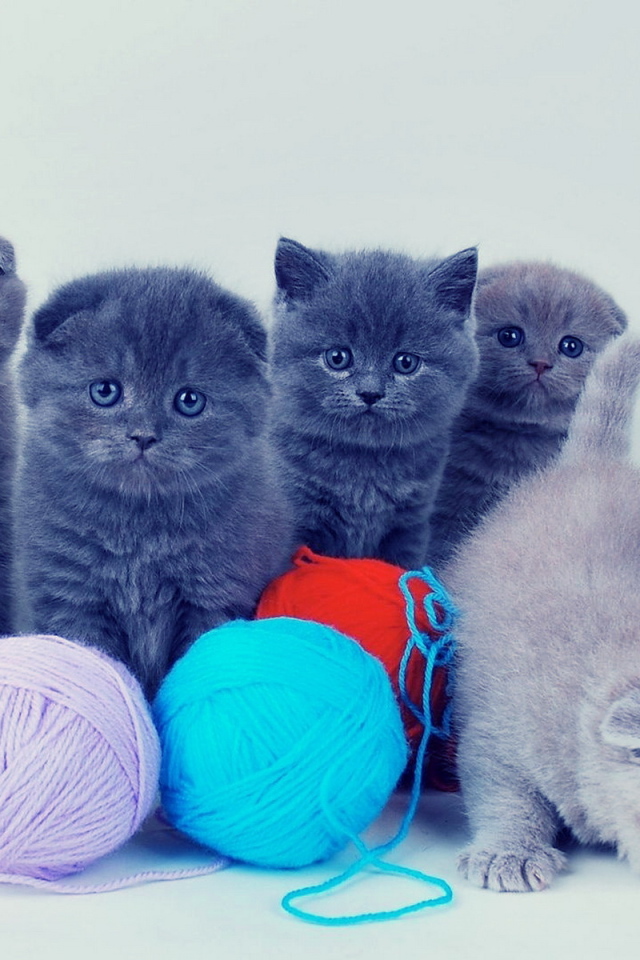 Котята и клубки