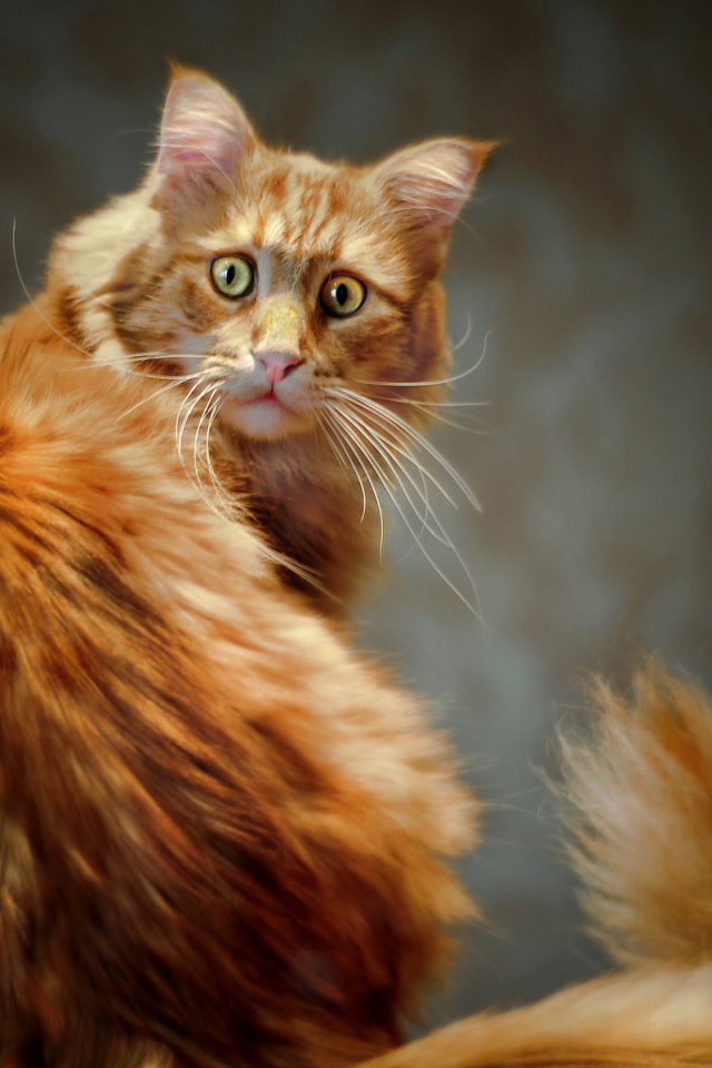 Рыжий кот