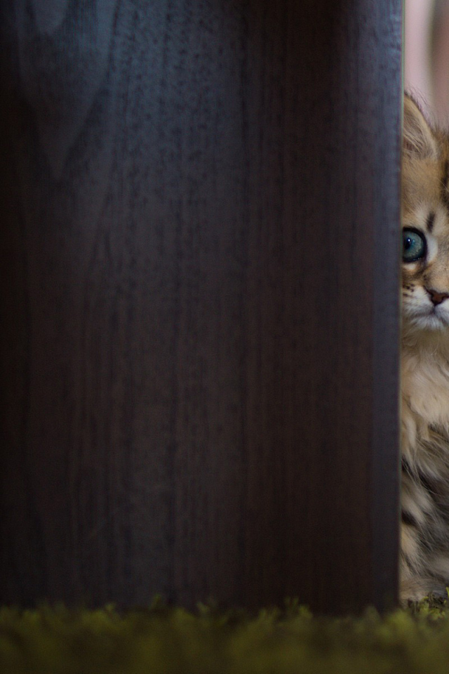 Испуганный котенок