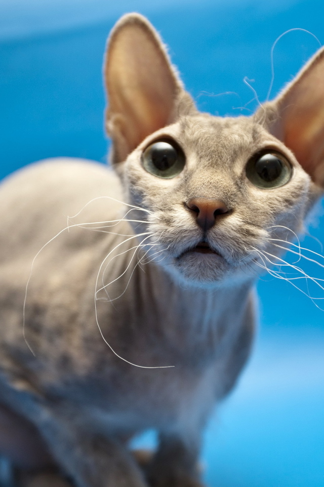 Кошка сфинкс