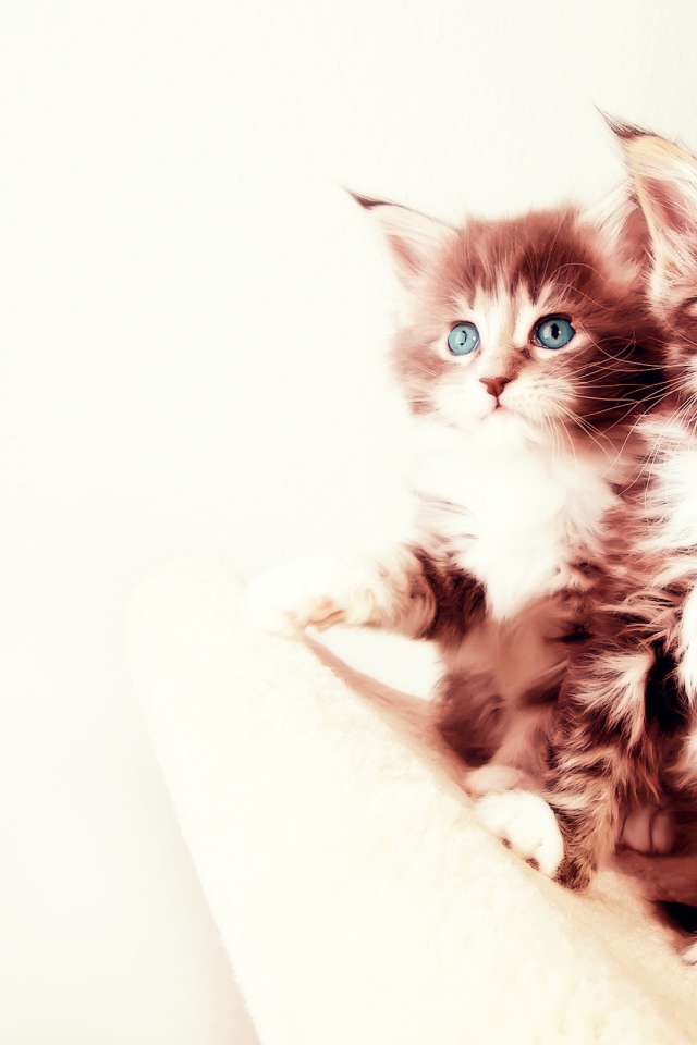 Два котенка