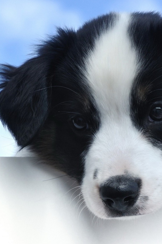 Красивый щенок