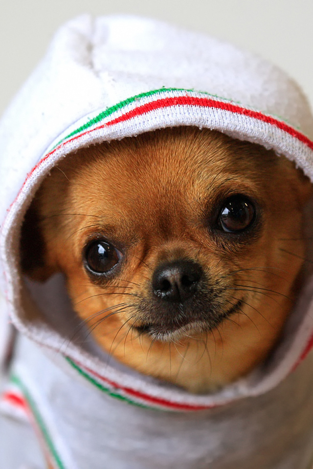 Чихуахуа в одежде