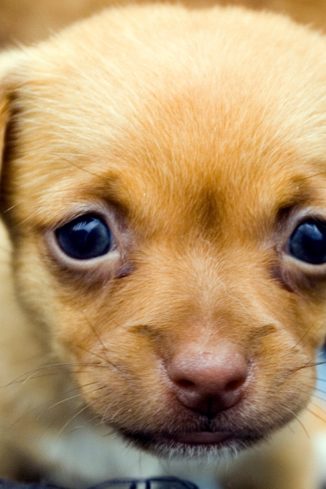 Милый щенок