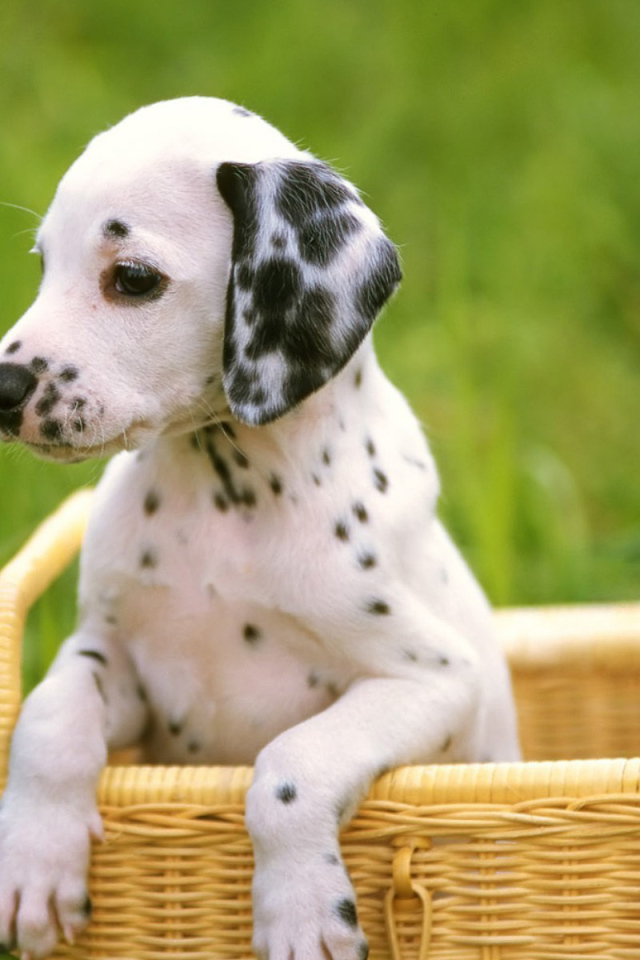 Далматинец в корзинке