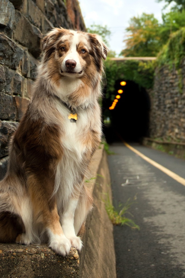 Собака друг