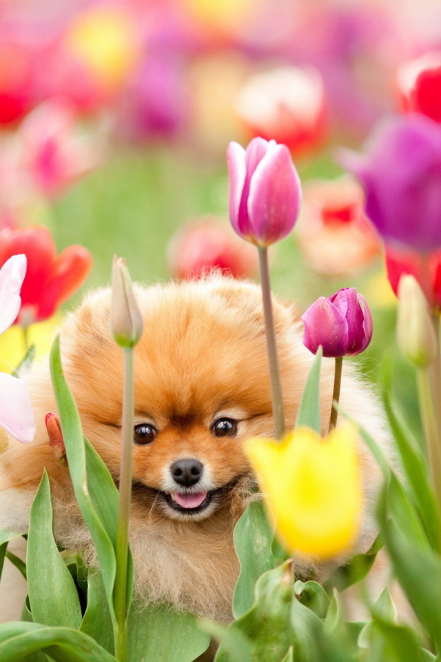 Собачка и тюльпаны