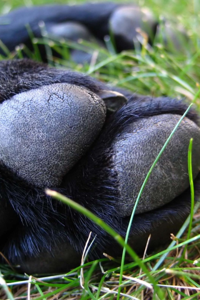 Собачья лапа