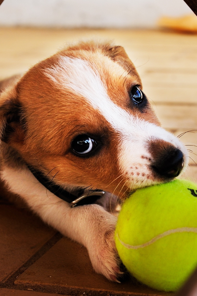 Собака с мячиком