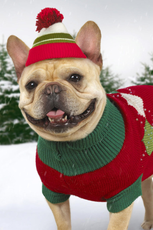 Нарядная собачка