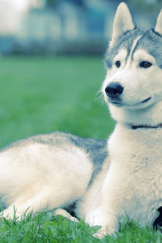 Хаски на траве
