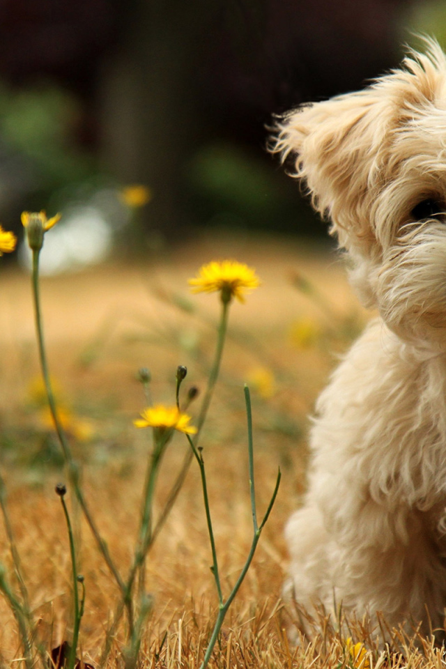 Маленький пес