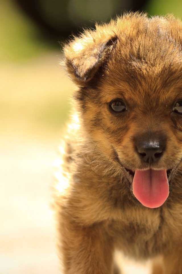 Маленький щенок