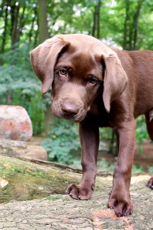 Щенок в лесу