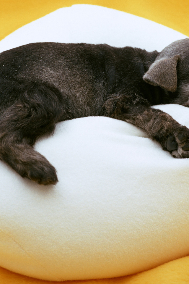 Щенок на подушке