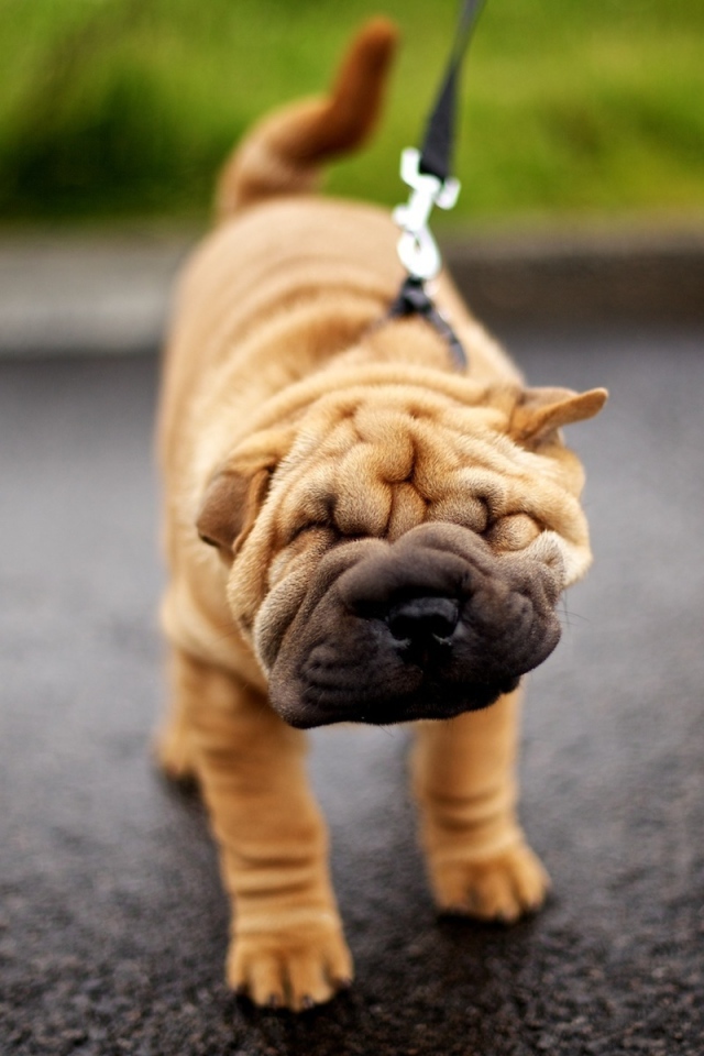 Шарпей на прогулке