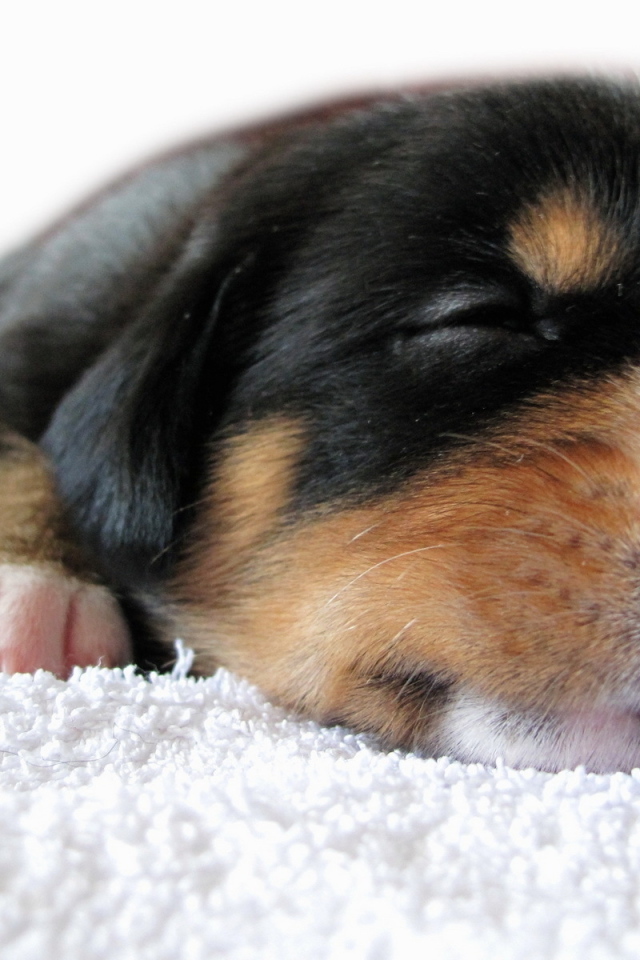 Спящий щенок