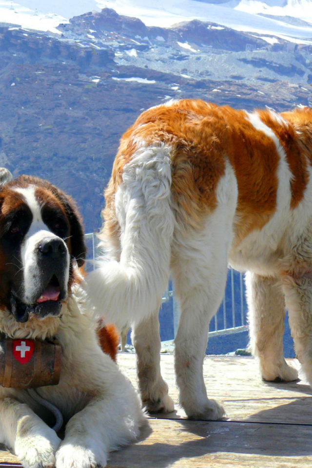 Сенбернары